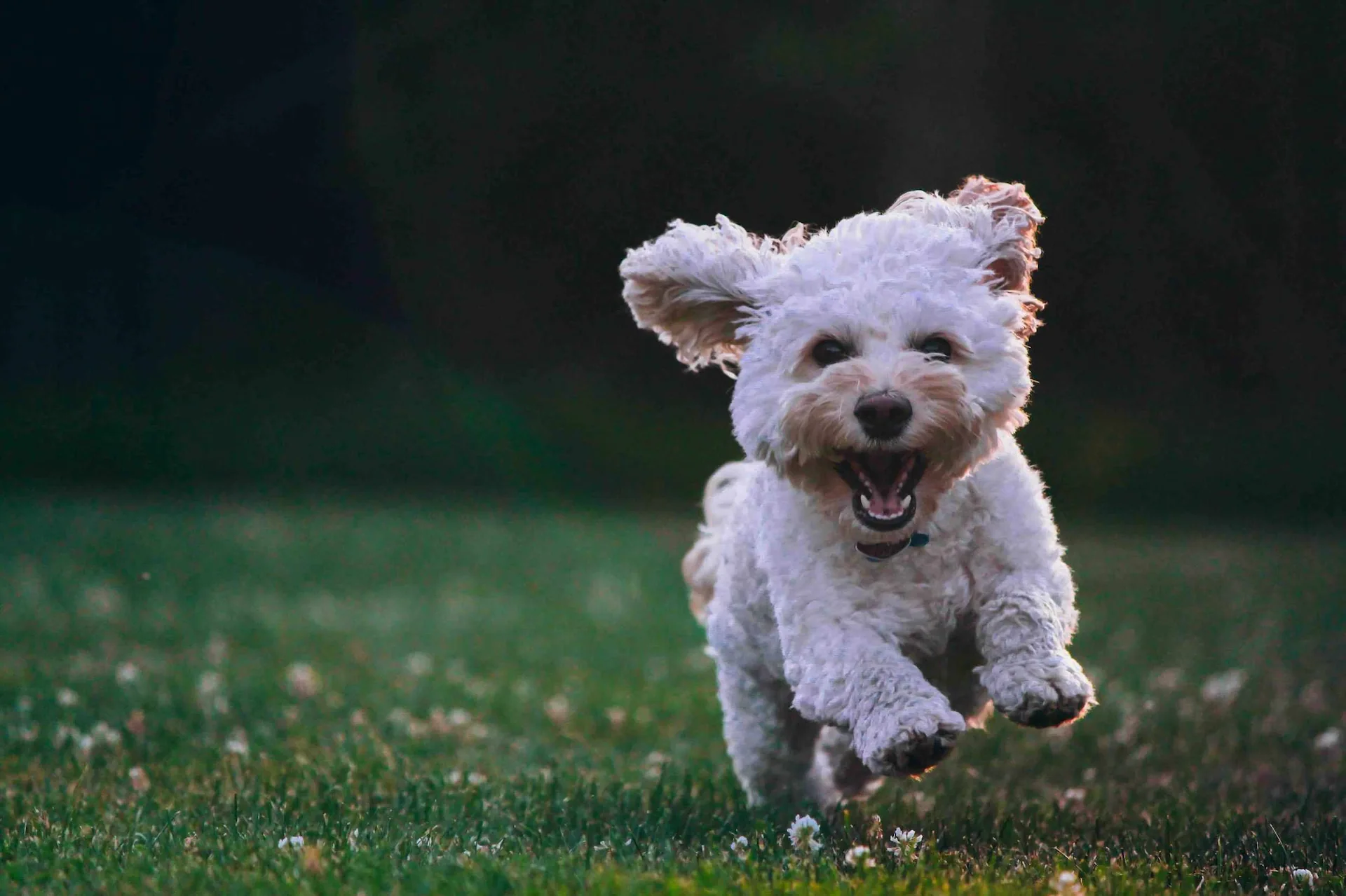 Dogs playing in a park